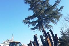 3100 lük Makine ile Ağaç Nakil - 3