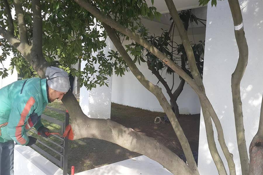 Bahve ve Ağaç Bakımı