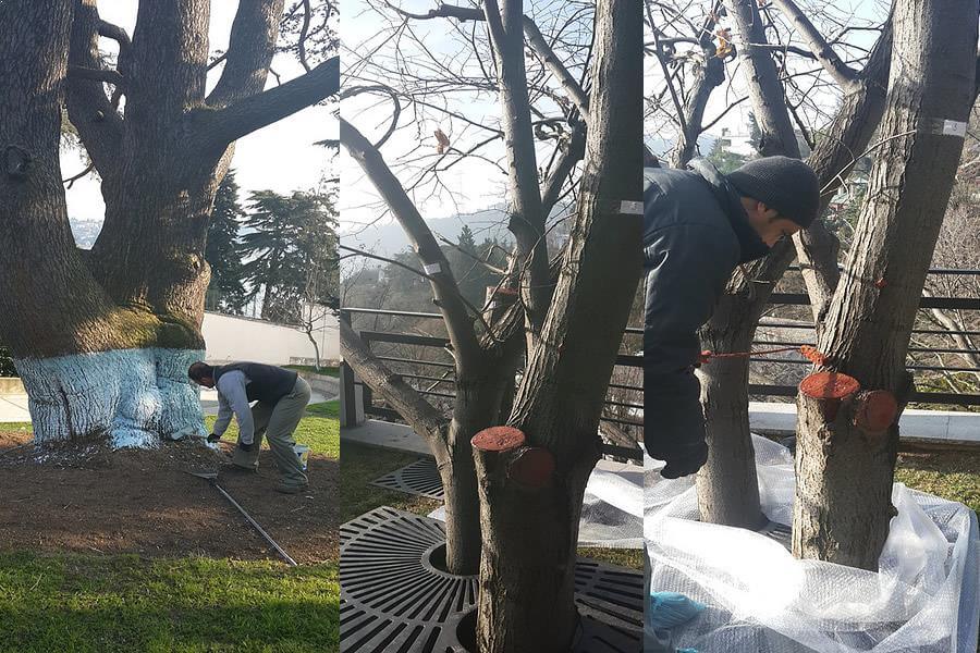 Bahve ve Ağaç Bakımı